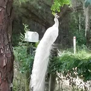 Meet your Posher, Leslie